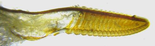 Réf. 313 398 : Arge dimidiata