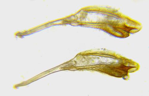 Nematus septentrionalis