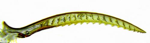 Phylloecus niger