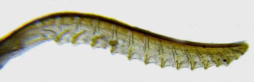 Tenthredo velox