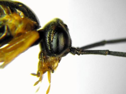 Réf. 313 539 : Euura myosotidis