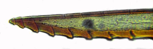 Réf. 313 111 : Calameuta punctata
