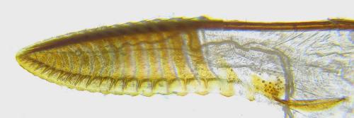Arge ustulata