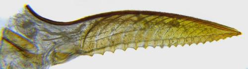 Réf. 313 617 : Euura sp.