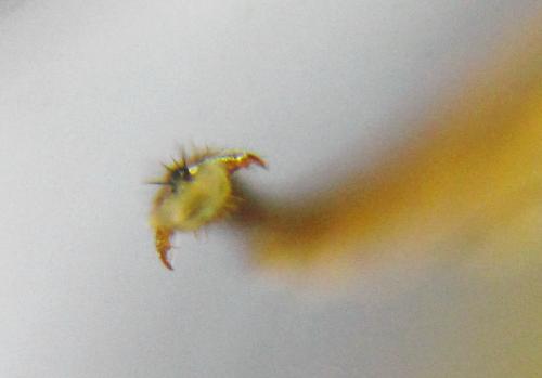 Réf. 313 636 : Euura obducta