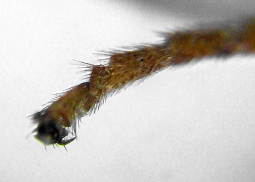 Réf. 313 673 : Metallus lanceolatus