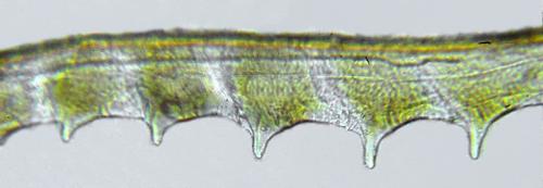 Pseudodineura fuscula