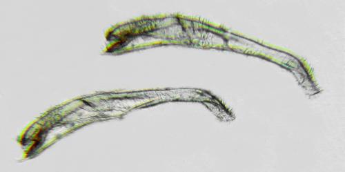 Pseudodineura fuscula