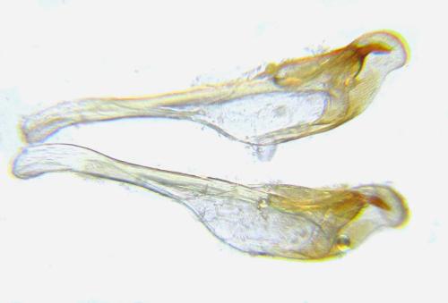 Réf. 313 896 : Pristiphora decipiens