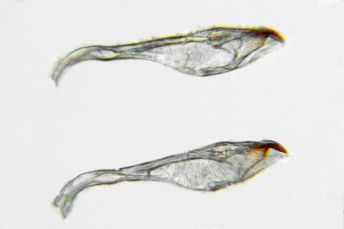 Réf. 313 916 : Pristiphora abietina