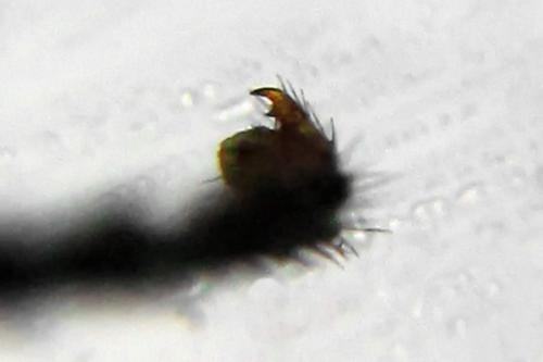 Réf. 313 947 : Pristiphora nigriceps