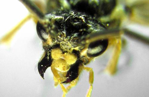 Réf. 313 128 : Tenthredopsis ornata