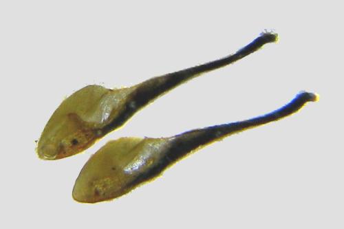 Tenthredo temula