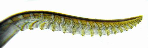 Tenthredo temula