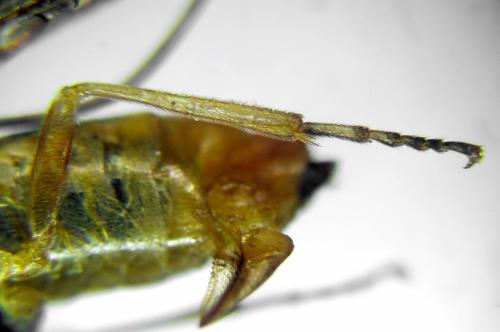Réf. 313 255 : Euura clitellata