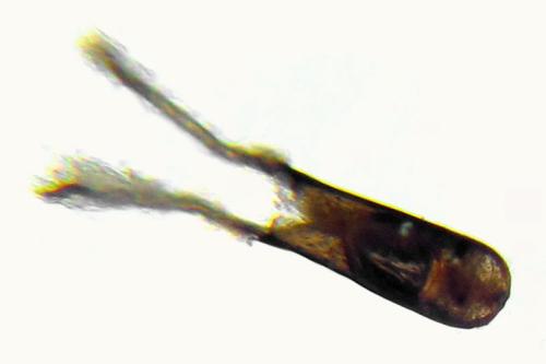 Réf. 313 006 : Cephus nigrinus