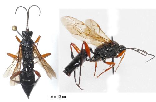 Hoplismenus lamprolabus