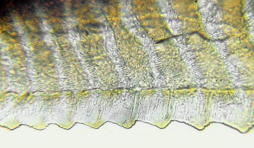 Arge gracilicornis