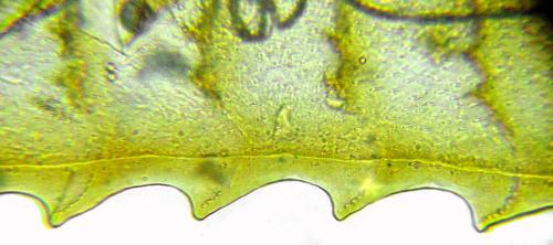 Phylloecus niger