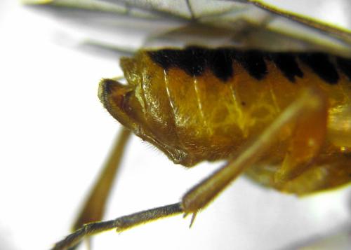 Réf. 313 540 : Euura myosotidis