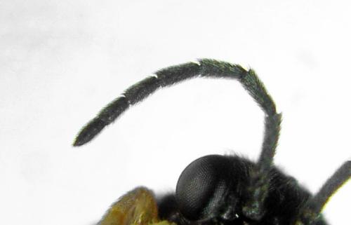 Réf. 313 674 : Metallus lanceolatus