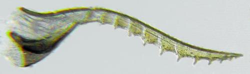 Pseudodineura fuscula