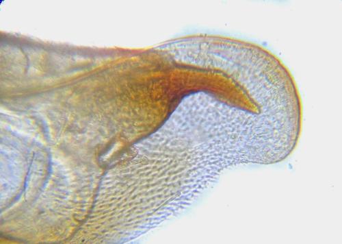 Réf. 313 897 : Pristiphora decipiens