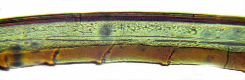 Réf. 313 112 : Calameuta punctata