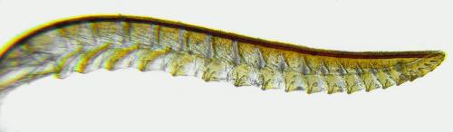 Tenthredo ignobilis