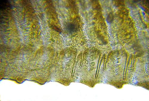 Arge cyanocrocea