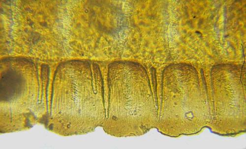 Réf. 313 399 : Arge dimidiata