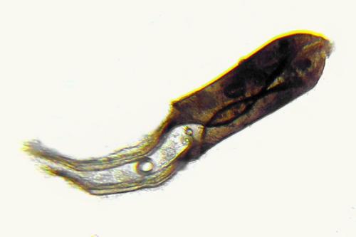 Réf. 313 007 : Cephus nigrinus