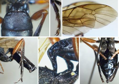 Hoplismenus lamprolabus
