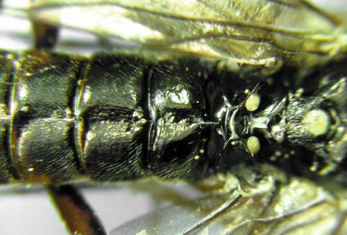 Réf. 313 129 : Tenthredopsis ornata