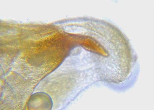 Réf. 313 898 : Pristiphora decipiens