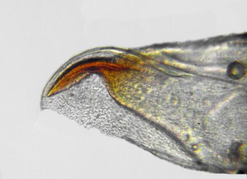 Réf. 313 918 : Pristiphora abietina