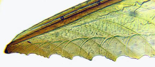 Euura clitellata