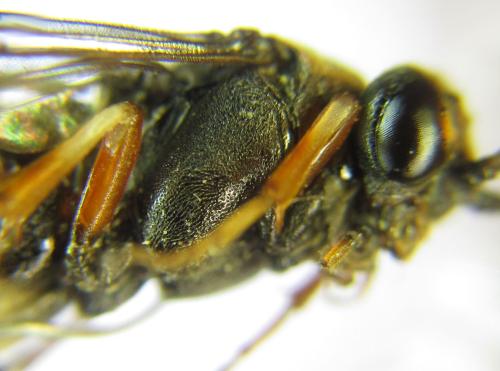 Nematus septentrionalis