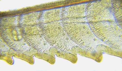 Euura myosotidis
