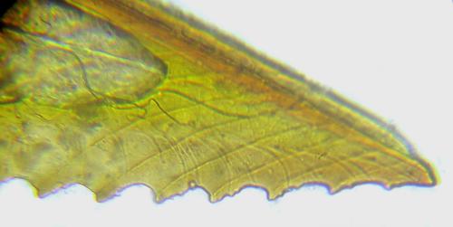 Réf. 313 619 : Euura sp.