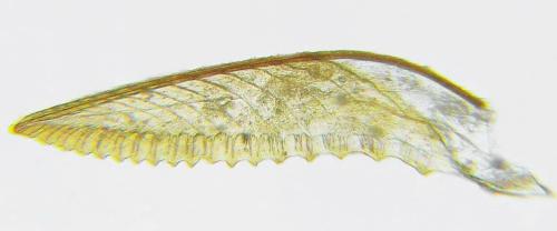 Réf. 313 638 : Euura obducta