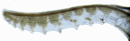 Réf. 313 675 : Metallus lanceolatus