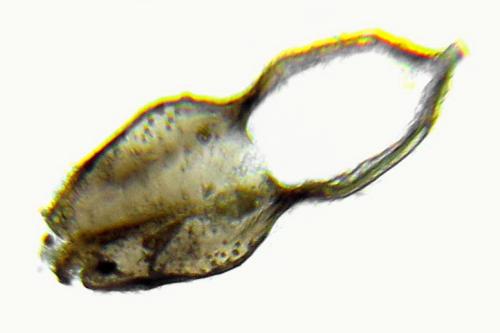 Réf. 313 008 : Cephus nigrinus