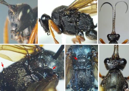 Hoplismenus lamprolabus