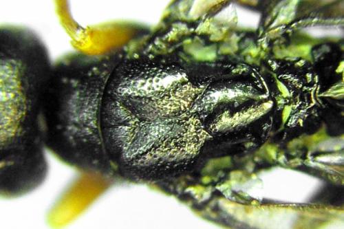 Réf. 313 109 : Calameuta punctata