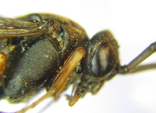 Nematus septentrionalis