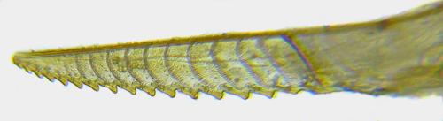 Euura myosotidis