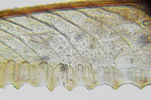 Euura obducta