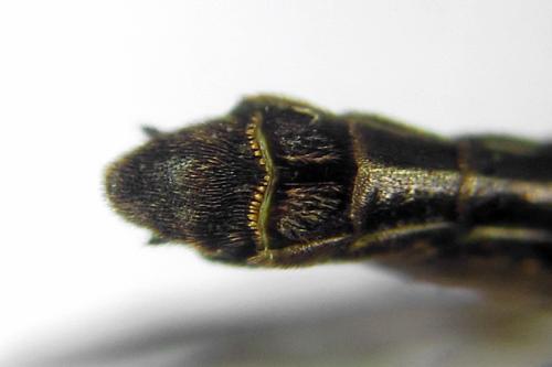 Réf. 313 009 : Cephus nigrinus