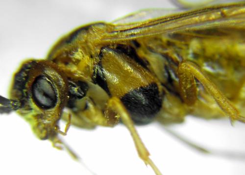 Réf. 313 256 : Euura clitellata
